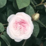 Cuisse de Emue Nymphe