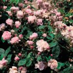 Duchesse de Verneuil