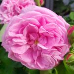 Gros Choux d'Hollande