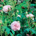 Konigin von Danemark