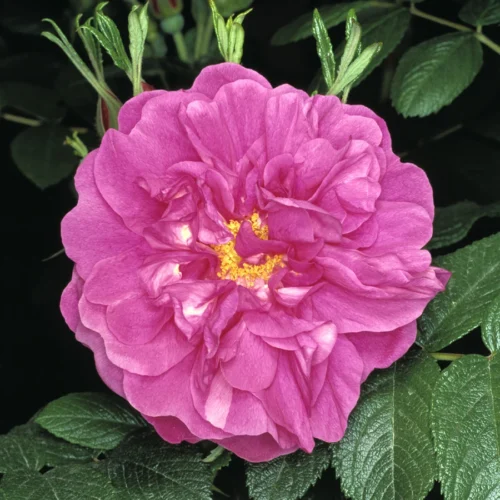 R. rugosa hansa