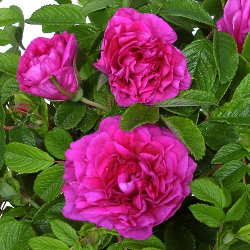 R. rugosa hansa