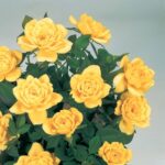 Decor Terrasse Meillandina® Gpt