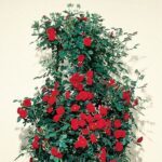 Prince Meillandina® Gpt