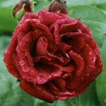 Souvenir du Docteur Jamain