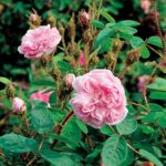 Old Moss (centifolia muscosa)