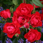 Black Forest Rose®