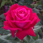 Elegance® Française