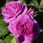 La Pyramide Fernand Point®