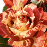 Tropical Lightning®